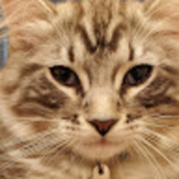 Meet your Posher, Kevin - Picture 1 of 1